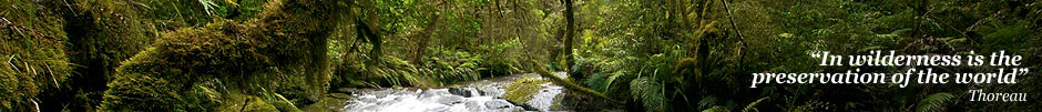 forest-news.jpg forest-news.jpg